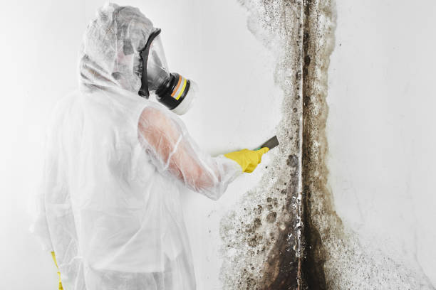 Best Mold Remediation  in Hertford, NC
