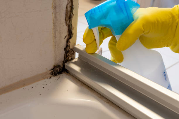 Best Local Mold Removal Service  in Hertford, NC