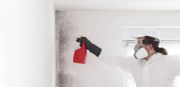 Best Commercial Mold Removal  in Hertford, NC