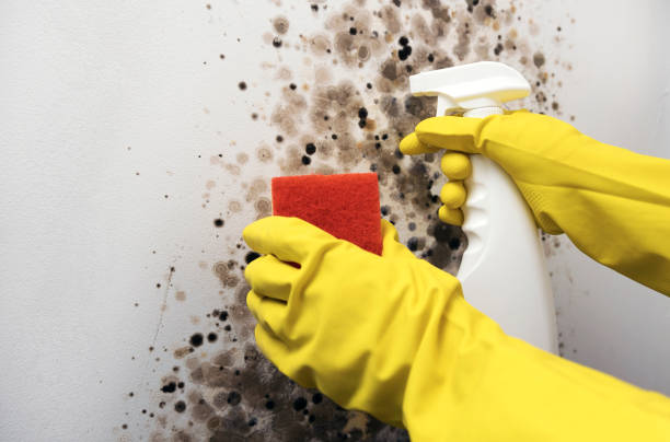 Best Mold Remediation  in Hertford, NC